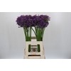 Allium Jackpot