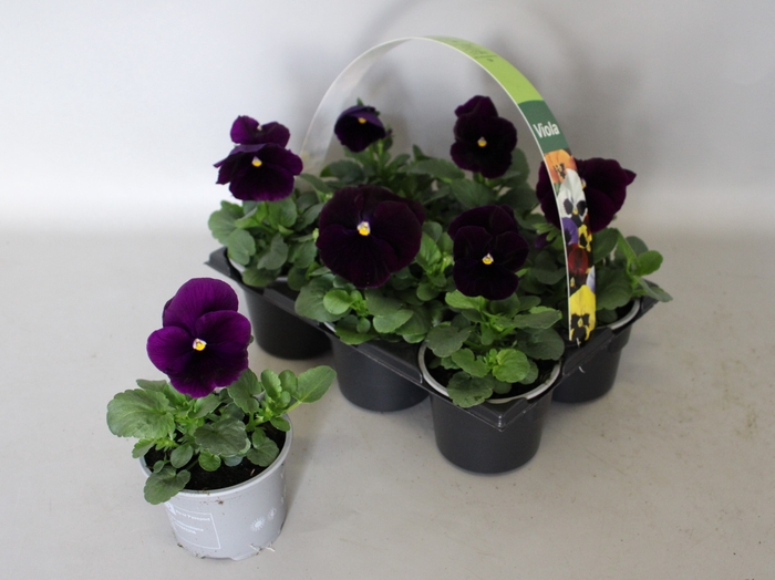 <h4>Viola wittrockiana sixpack F1 Purple/Violet</h4>