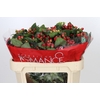 Hypericum True Romance Spray
