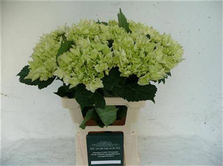 <h4>Hydr M Mag Emerald</h4>