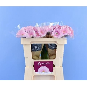 GE MI BRIDAL KIMSEY BOS + HOES