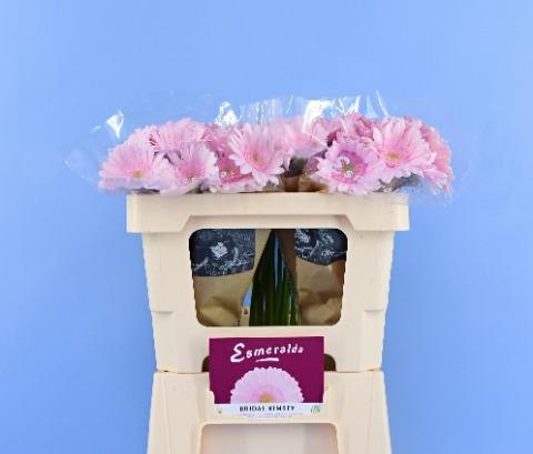 <h4>GE MI BRIDAL KIMSEY BOS + HOES</h4>