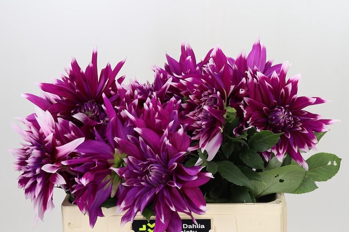 Dahlia England's Glory