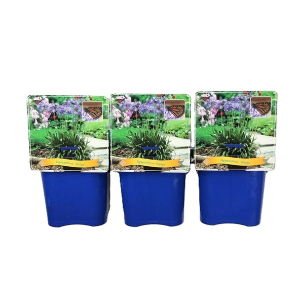 <h4>Agapanthus 'Wolga' C5</h4>