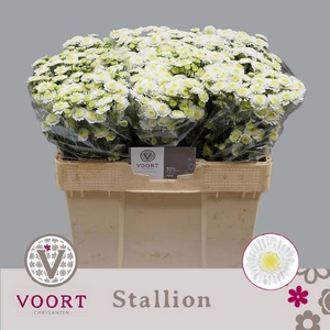 Chr T Stallion Voort