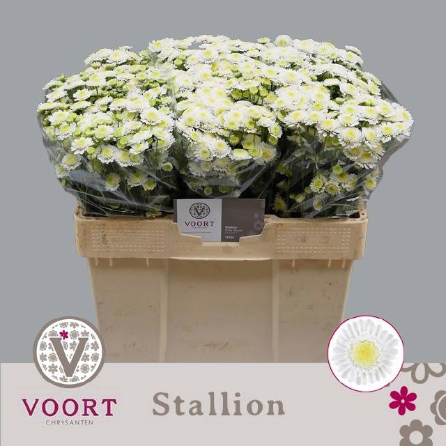 <h4>CHR T STALLION</h4>