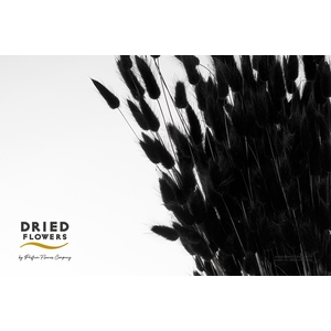 Dried Bleached Lagurus Black 60gr