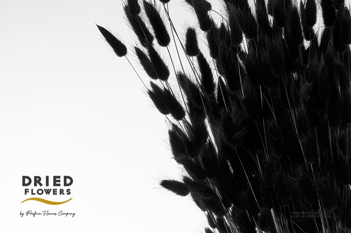 <h4>Dried Bleached Lagurus Black 60gr</h4>