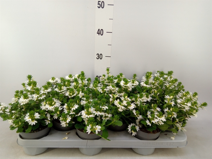 <h4>Scaevola aemula 'White Touch'</h4>