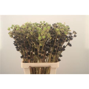 Lavatera Zaaddoos