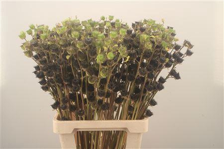 <h4>Lavatera Zaaddoos</h4>