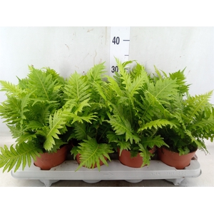 Blechnum gibbum 'Silver Lady'