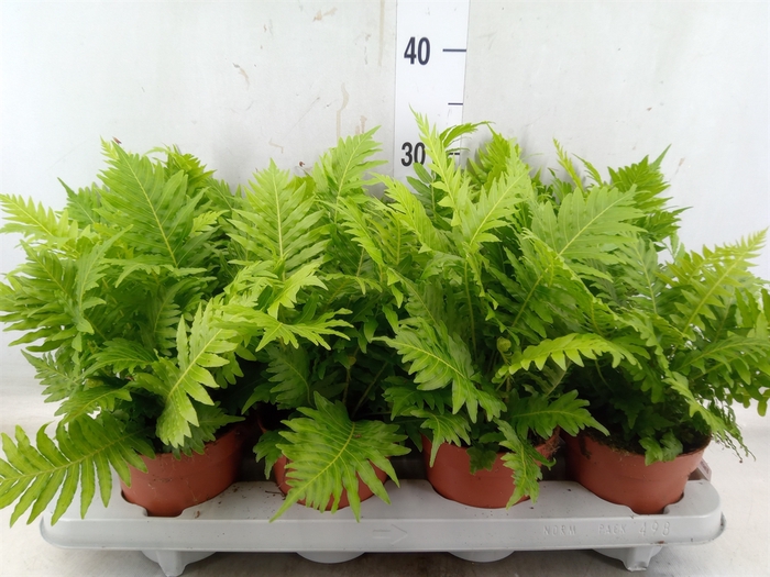 <h4>Blechnum gibbum 'Silver Lady'</h4>