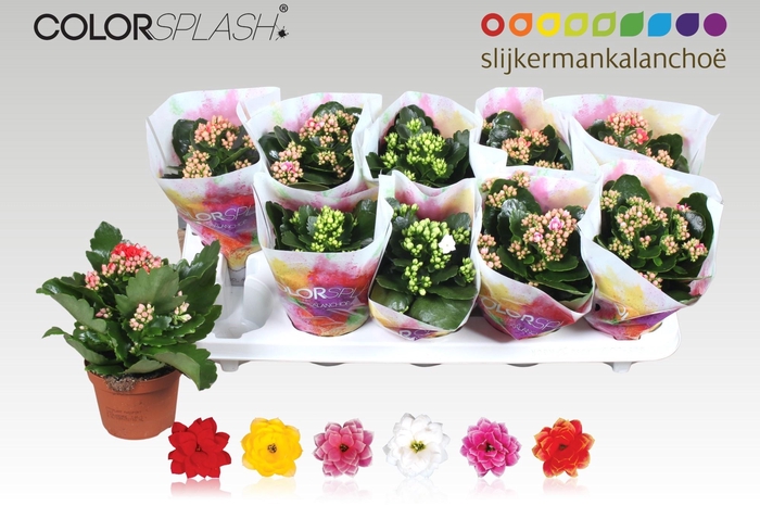 <h4>KAL GE GEM 6 KL</h4>