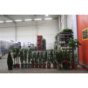 ***aanb** Loss Plant Mix 21stk