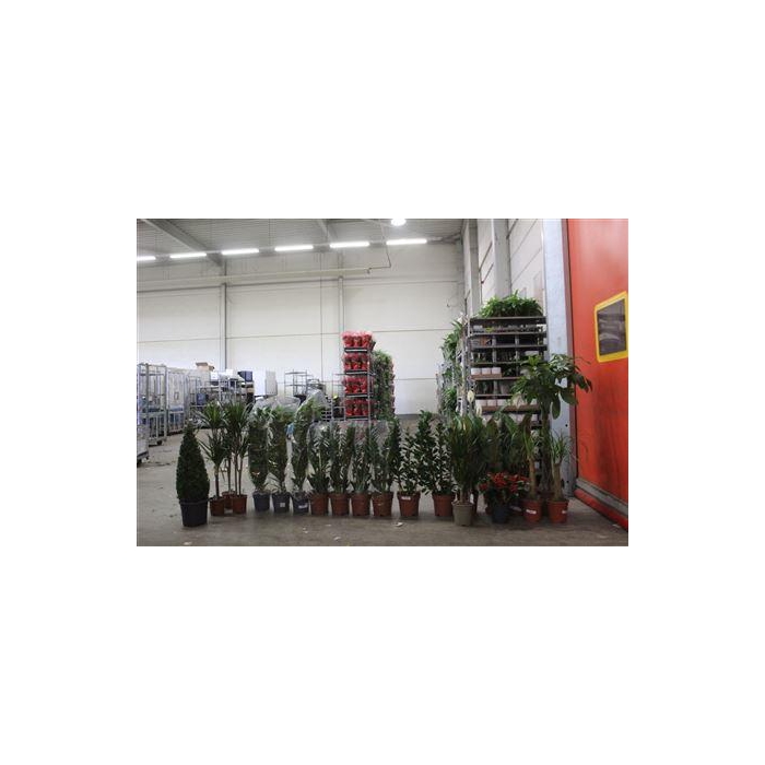 <h4>***aanb** Loss Plant Mix 21stk</h4>