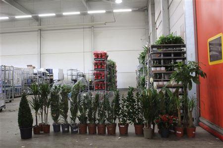 ***aanb** Loss Plant Mix 21stk