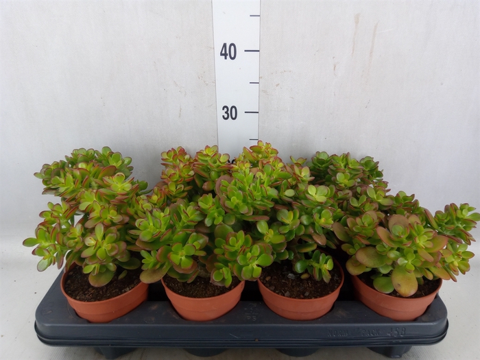 <h4>Crassula ovata 'Minor'</h4>