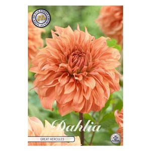 Dahlia Great Hercules x 1l