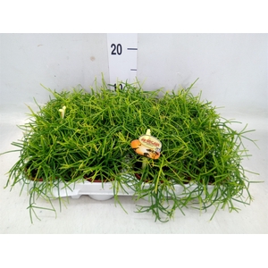 Rhipsalis cassutha