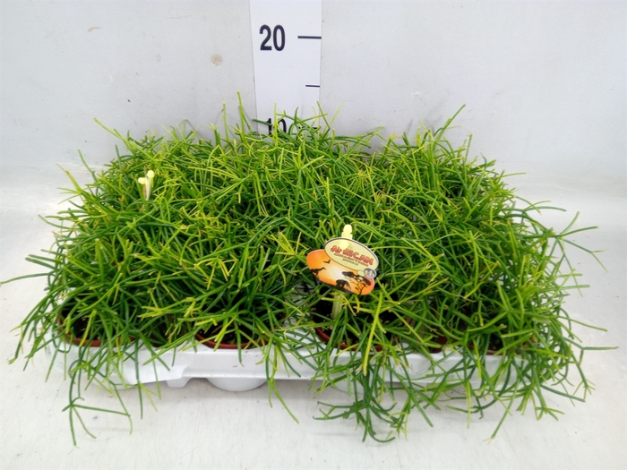 <h4>Rhipsalis cassutha</h4>