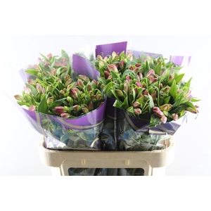 Alstr Bubblicious (d.rose)