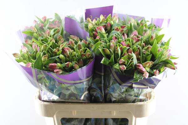 <h4>Alstr Bubblicious (d.rose)</h4>