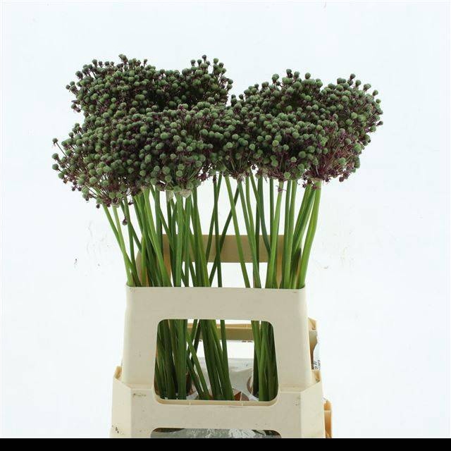 <h4>ALLIUM ZAADBOLLEN</h4>