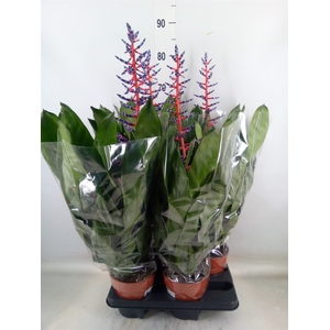 Aechmea  'Blue Rain'