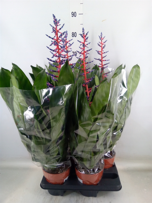 <h4>Aechmea  'Blue Rain'</h4>
