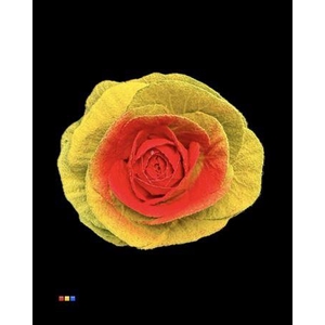 Brassica Powder Yellow - Red