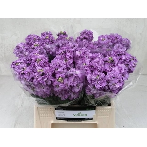 MATTH IMPALA LAVENDE