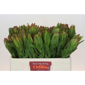 Leucadendron Goldstrike
