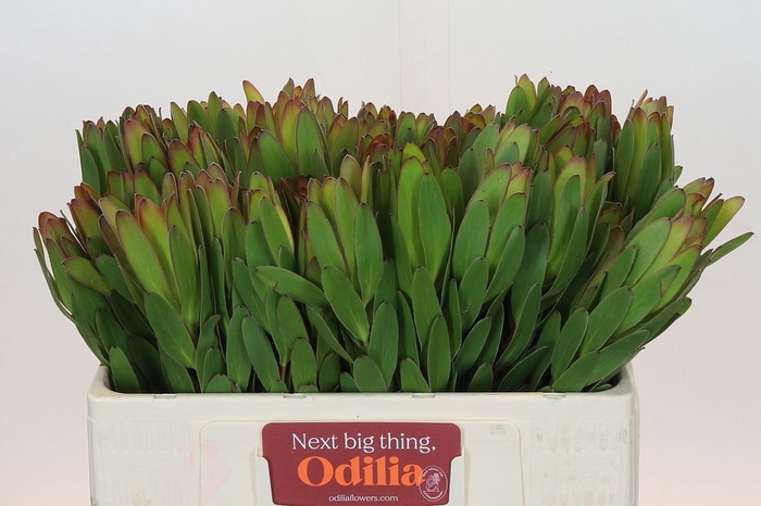 <h4>Leucadendron Goldstrike</h4>