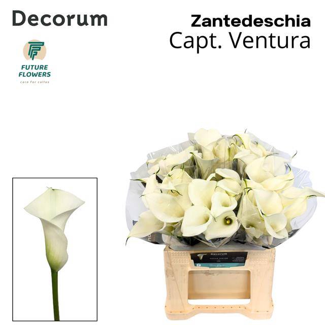 <h4>Zantedeschia captain ventura</h4>
