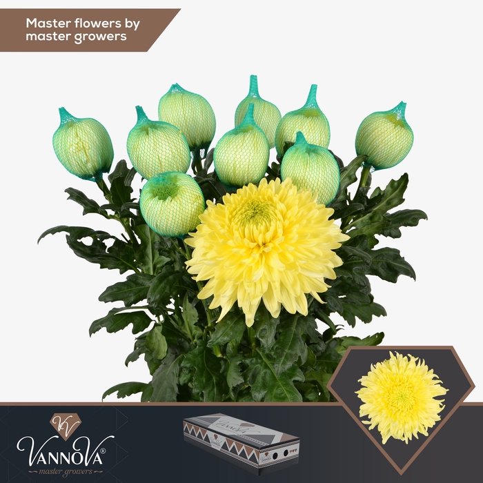 <h4>Chr G Magnum Yellow</h4>