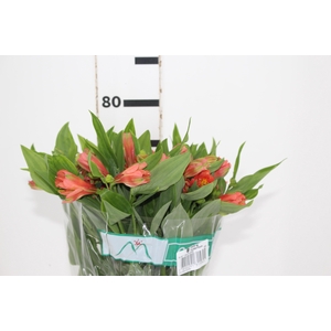 ALSTROEMERIA TROPICANA 080 CM