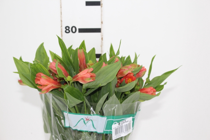 ALSTROEMERIA TROPICANA 080 CM