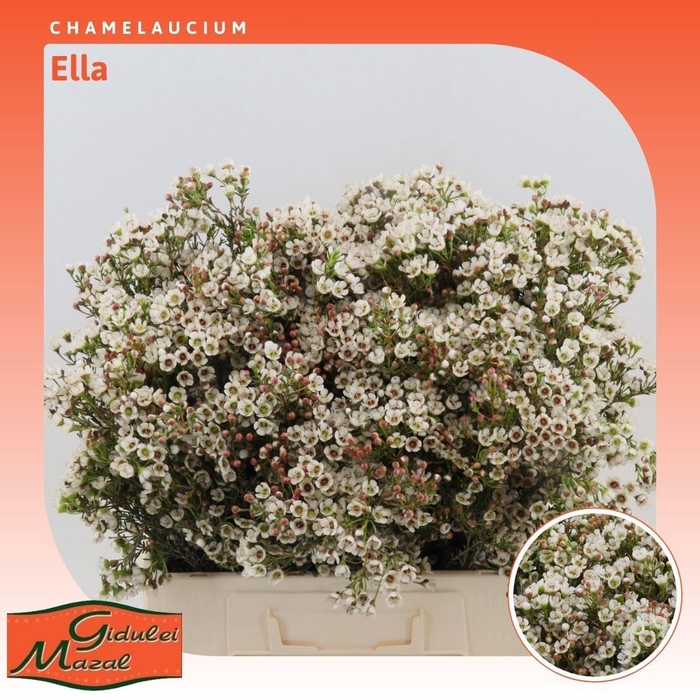 <h4>Chamelaucium Ella</h4>