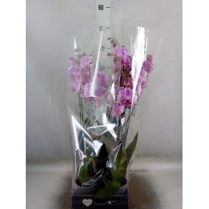 Phalaenopsis   ...rose