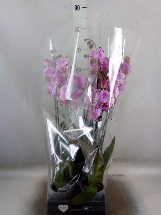 <h4>Phalaenopsis   ...rose</h4>