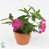 Pentas lanceolata 'Panic Pink'