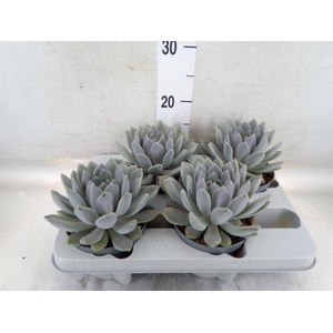 Pachyphytum  'Draco'