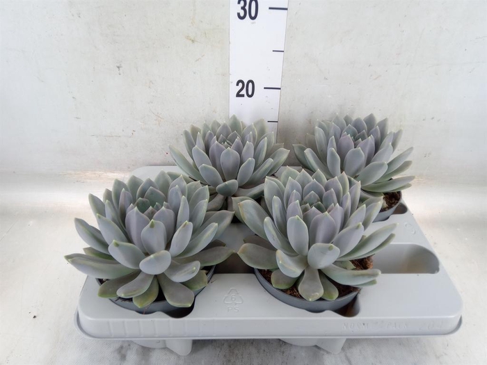 <h4>Pachyphytum  'Draco'</h4>