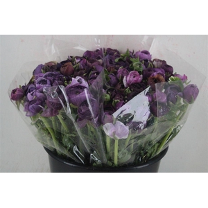 Ran Elegance Lady Jean