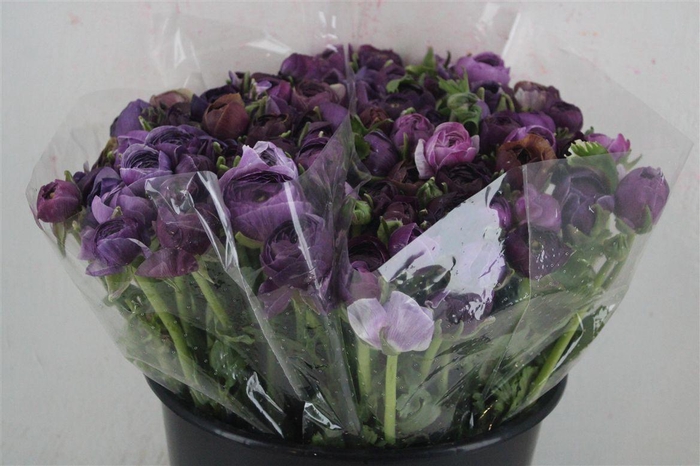 <h4>Ran Elegance Lady Jean</h4>