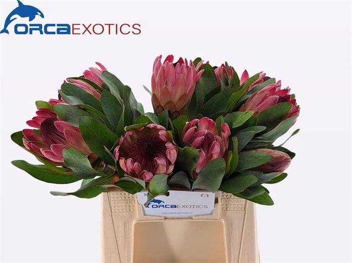 <h4>PROTEA SYLVIA</h4>