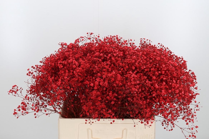 <h4>Gyps Kl Bh Rood</h4>