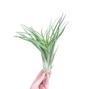 Tillandsia ionantha EXTREME