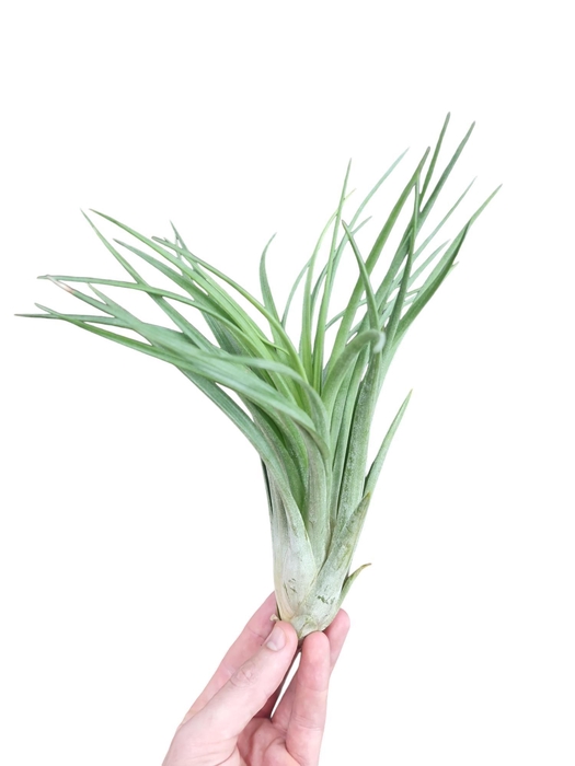<h4>Tillandsia ionantha EXTREME</h4>